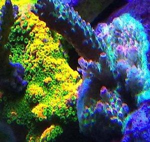 Dave's Nano Tanks