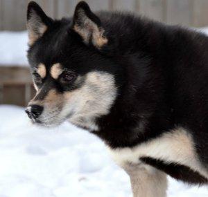 Nishi Siberians