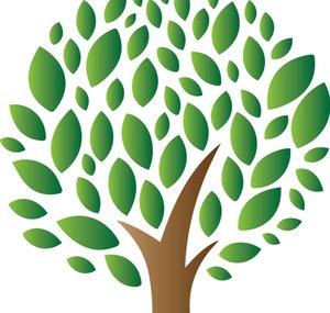 Paulownia from seed to plantation