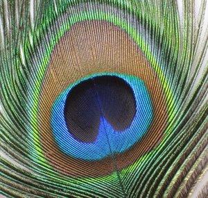 peacocklover27