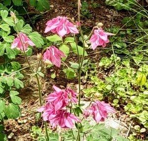 Wildflower Spirit Creations