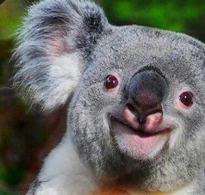 Koala Frost