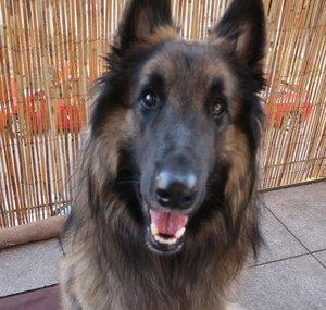 Rancho The Dog