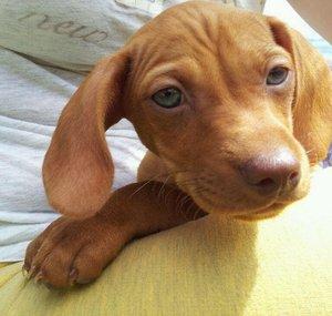ZeustheChiweenie
