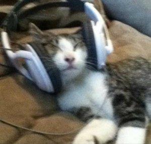 JacksonOwlVODS