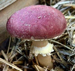 Learn To Grow Mushrooms 