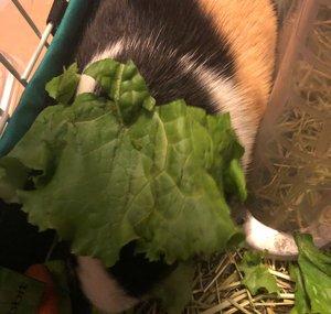 Piggowiththelettuce