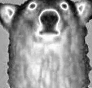 Trollar Bear