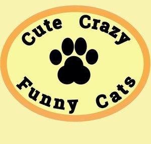 Cute Crazy Funny Cats