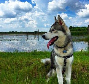 Nanook O'Brien