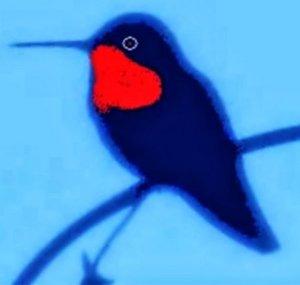 HummingBirdChannel