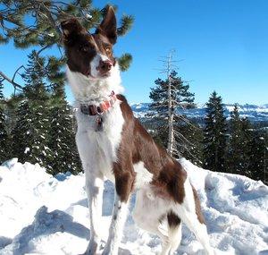 Kodiak CanineLiving
