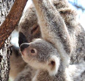 Magnetic Island Tourism