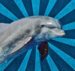 viaxdolphin