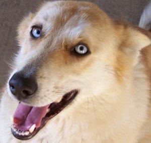 Coyotekins
