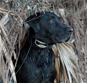 SportingDog Adventures TV