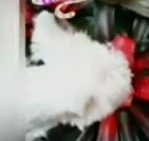 West Terrier