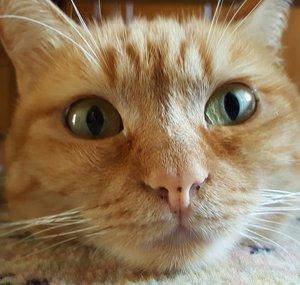 Sissi The Red Cat