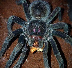 Tarantula Fangs