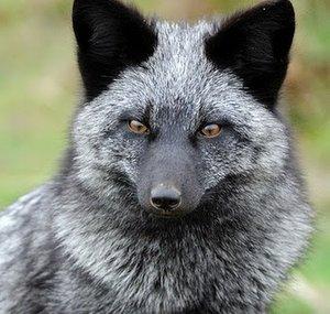 TheSilverFox727