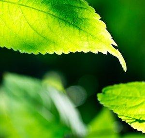 AmazingNature Alpha