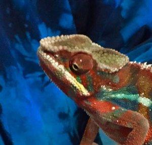 panther cham