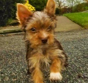 Popeye TheSaylorDog