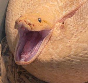 SnakeHuntersTV