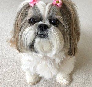 Lacey Shih Tzu