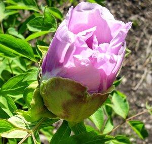 ROSE OF WIND
