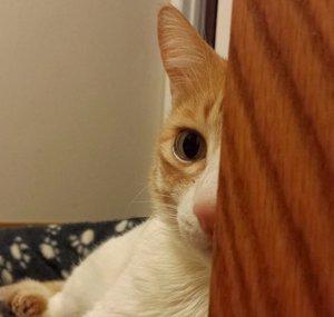 Asanka W- Our Cats
