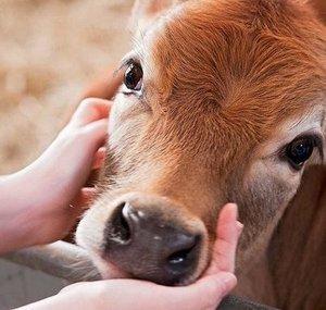Nova Scotia Farm Animal Save