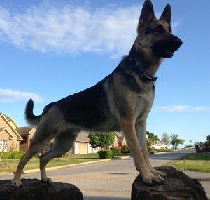 Odin the German Shepherd