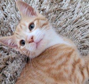 Tango The Cat