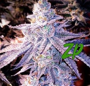 ZP HomeGrows