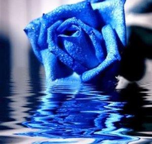 BlueRose102223