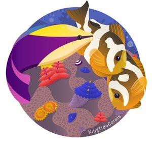 King Tide Corals