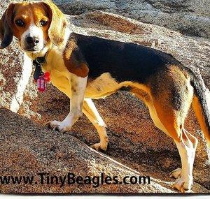 Miniature Beagles