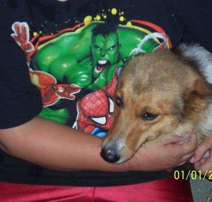 StrykerTheDog
