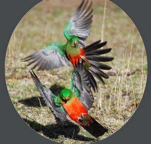 DeesBackyardBirds