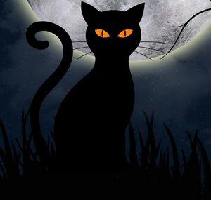 Master Cat