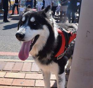 Zeus The Greedy Husky