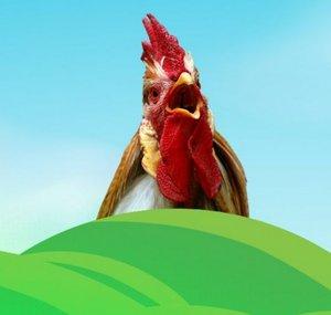 Crissy O's Clucky Chronicles