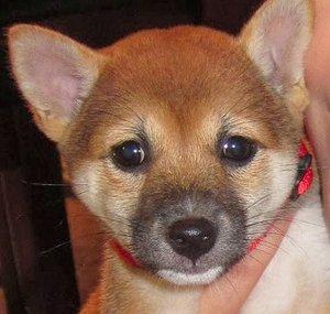 EEVEEinu
