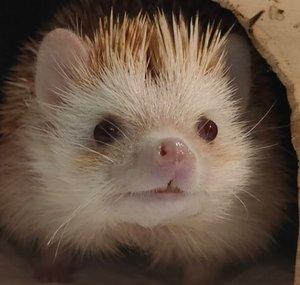 Hedgeyyy
