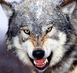 NateTheWolf93