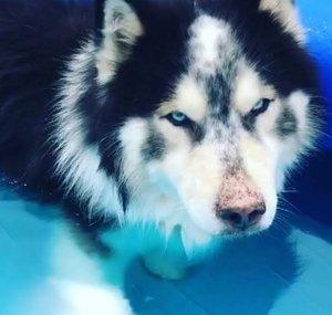 Onyx The Wooly Husky