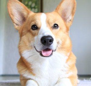 Topi The Corgi