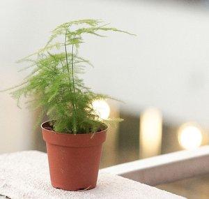 UrbanJungleFashion
