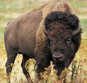 Buffalo